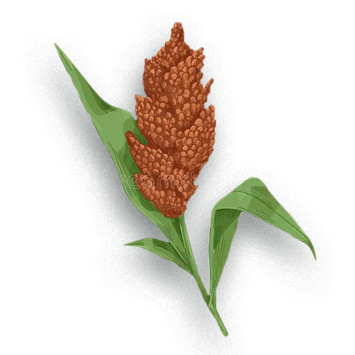 Sorgo